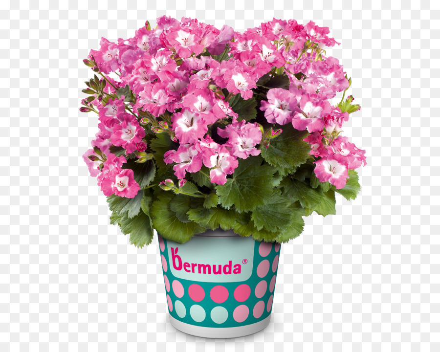 Pelargonium Regal，De La Graine PNG