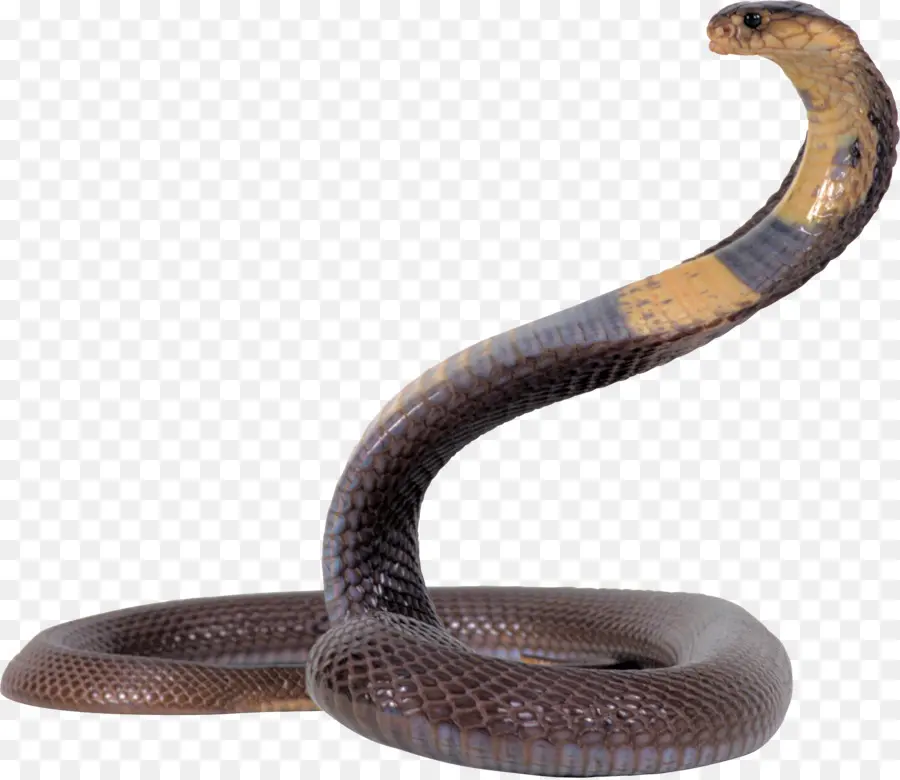 Serpent Noir，Reptile PNG