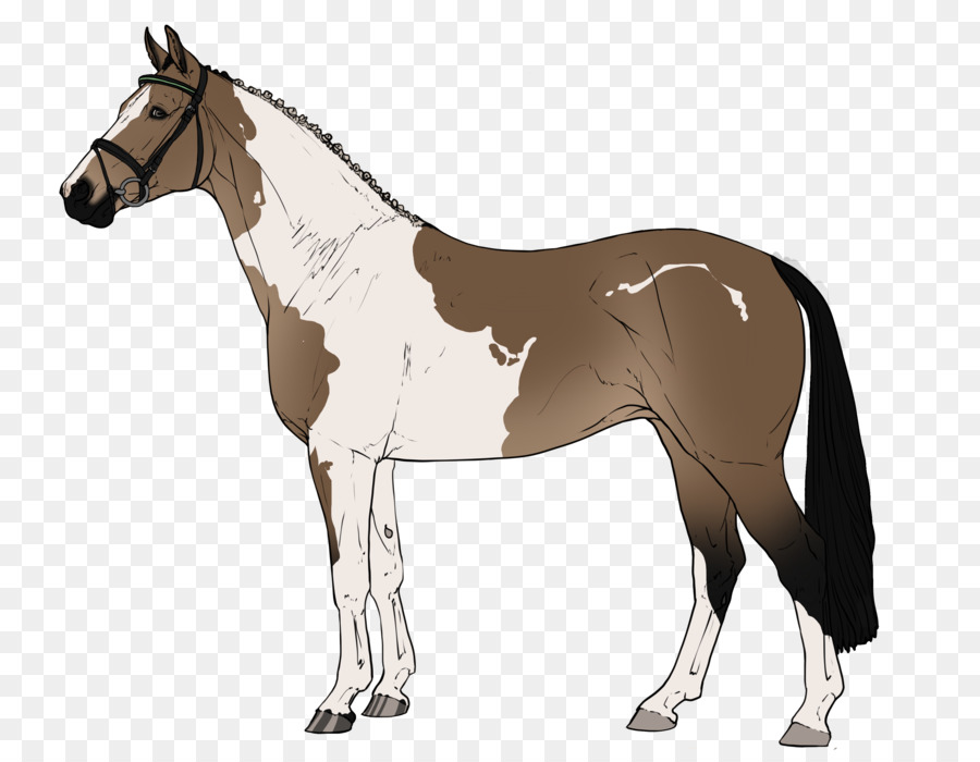 Cheval，équidé PNG