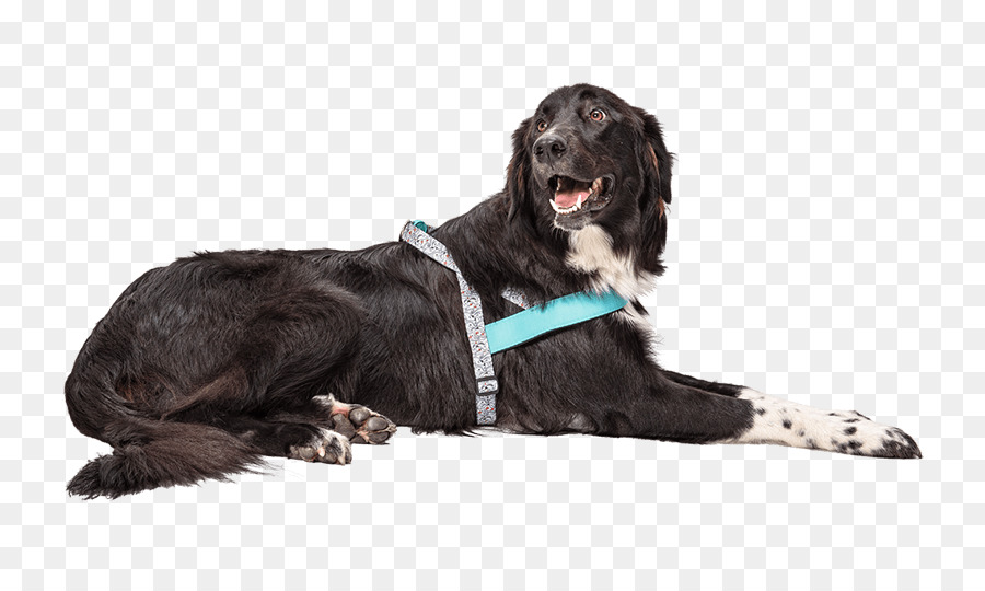 Boykin Spaniel，Eskimo Baisers PNG