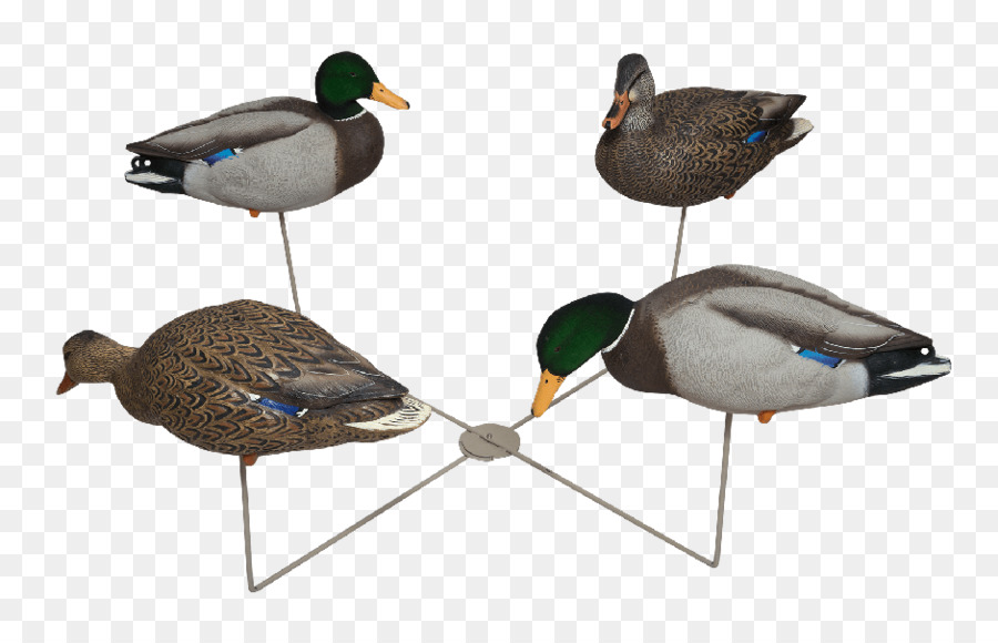 Mallard，Oie PNG