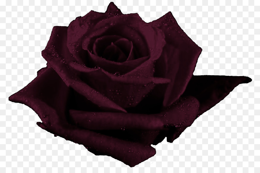 Rose Rouge，Fleurir PNG