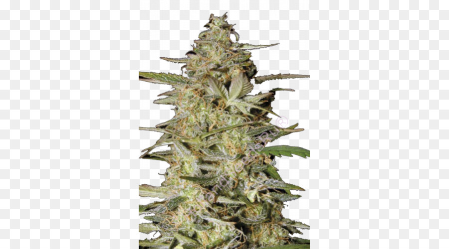 Le Cannabis，Sensi Seeds PNG