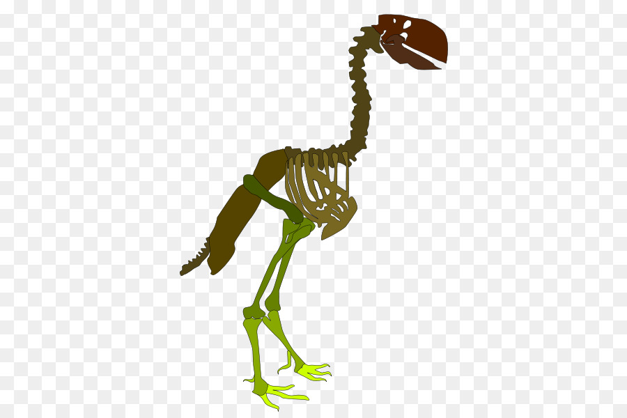 Squelette，Velociraptor PNG