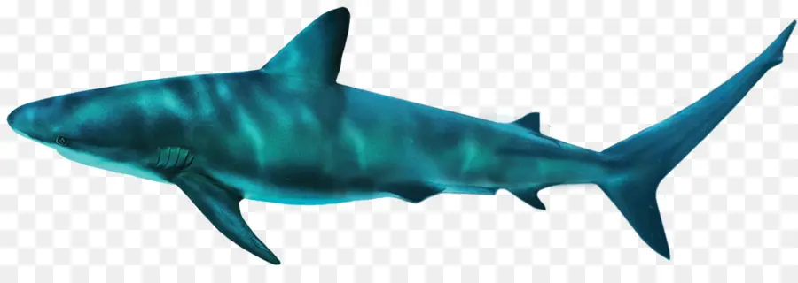 Le Requin Tigre，Atlantis La Paume PNG