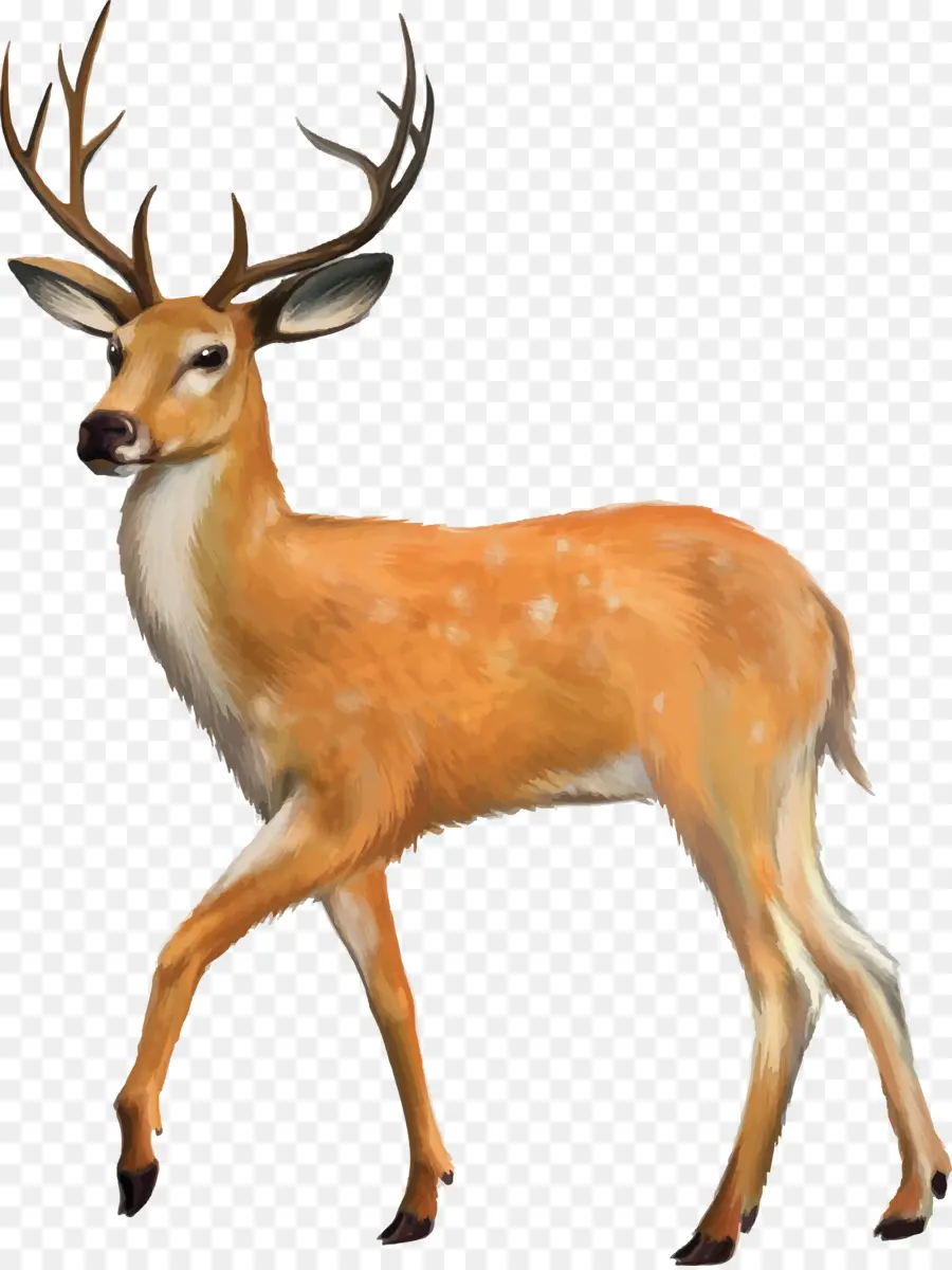 Cerf，Whitetailed Cerf PNG