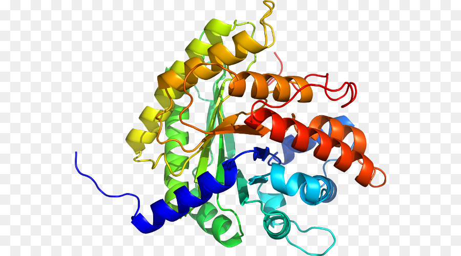 Structure Des Protéines，Biologie PNG