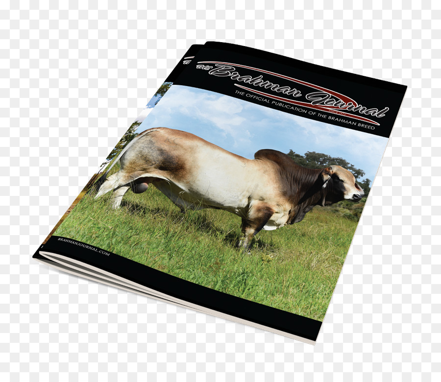 Magazine，Brahman Bovins PNG