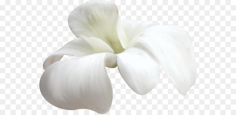 Pétale, Blanc, Fleur PNG - Pétale, Blanc, Fleur transparentes | PNG gratuit