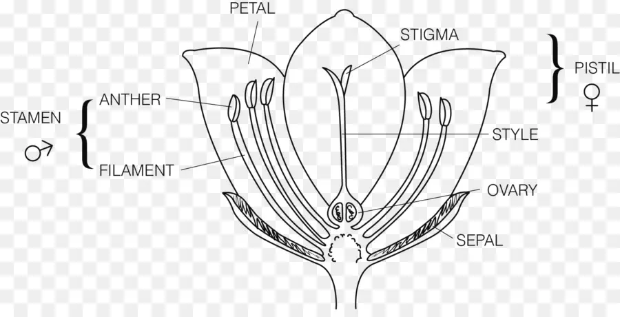 Diagramme De Fleurs，Pétale PNG