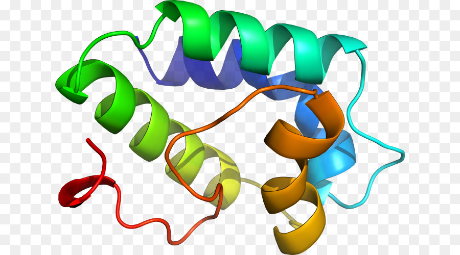 Structure Des Protéines，Molécule PNG