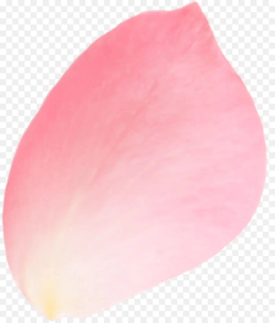 Pétale，Rose PNG