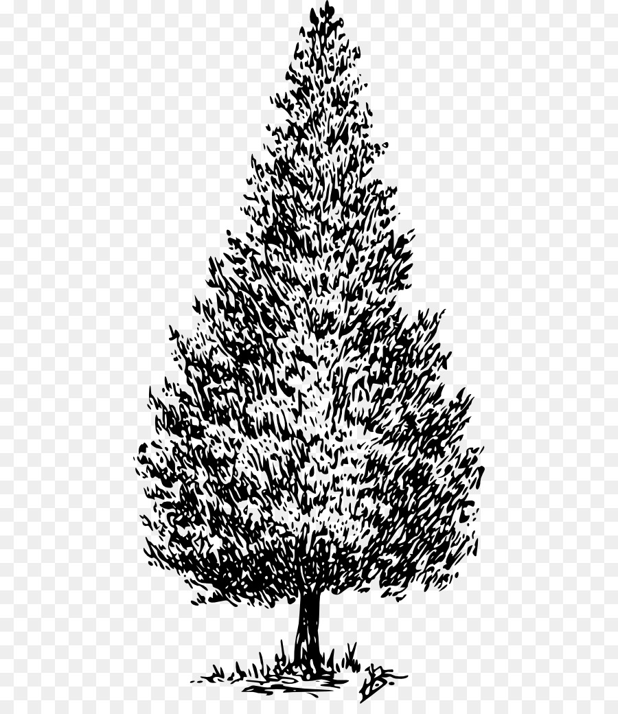 Arbre，Pin PNG