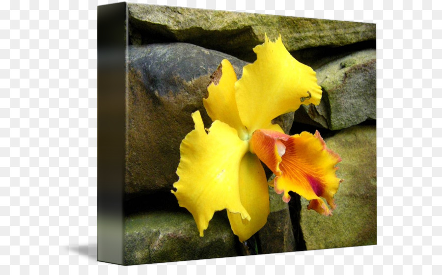 Des Orchidées Cattleya，Violet PNG