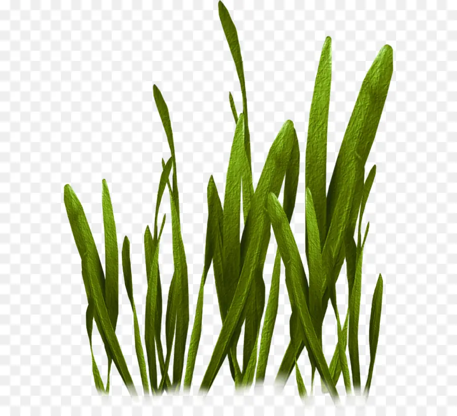 Herbe，Vert PNG