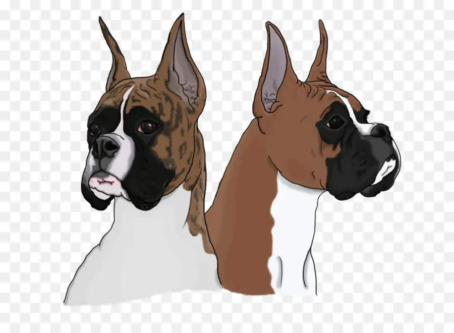 Chiens Boxers，Animaux De Compagnie PNG