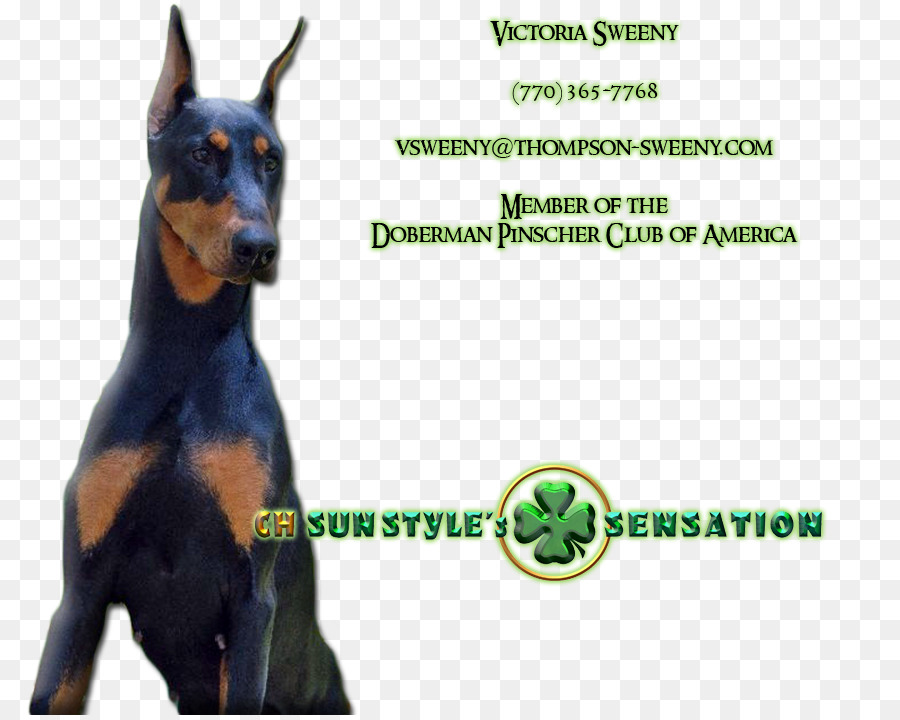 Dobermann，Chiens De Type Pinscher Allemand PNG