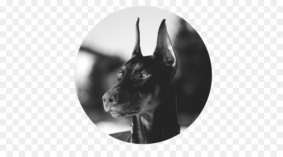 Dobermann，Chiens De Type Pinscher Allemand PNG