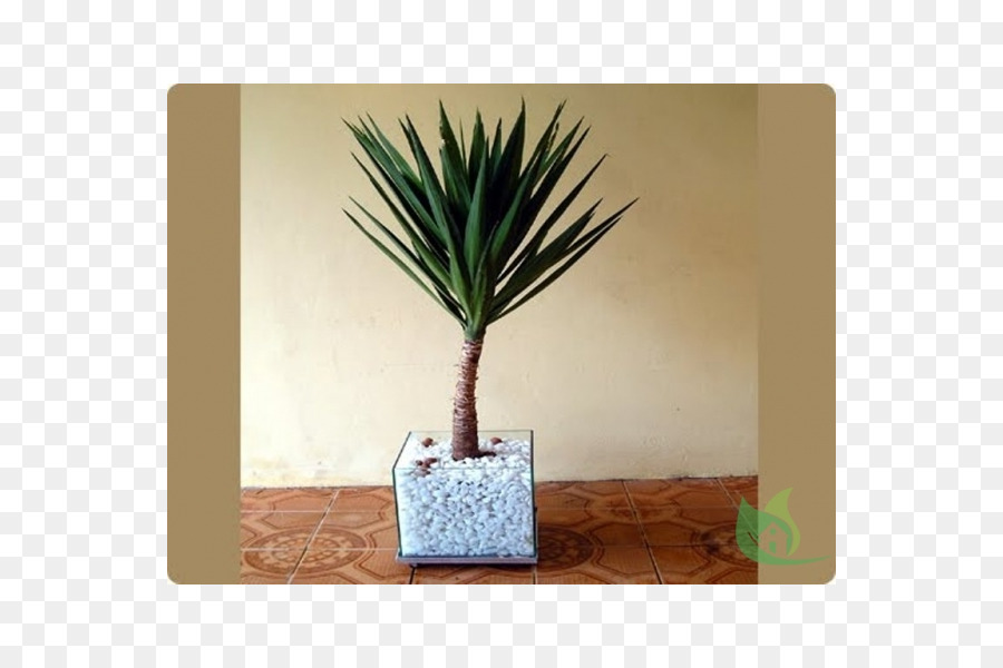 Arecaceae，Flowerpot PNG