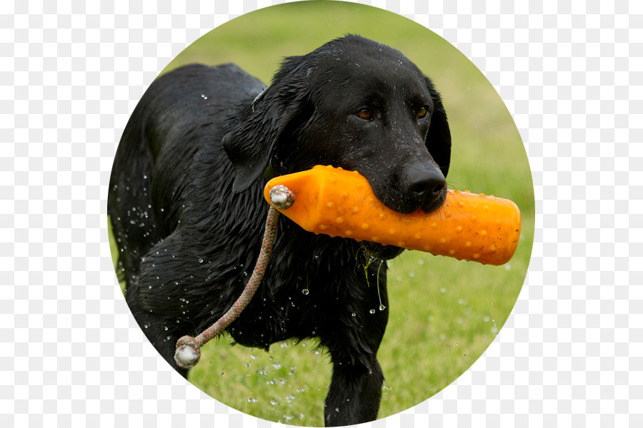 Flatcoated Retriever，Le Labrador Retriever PNG