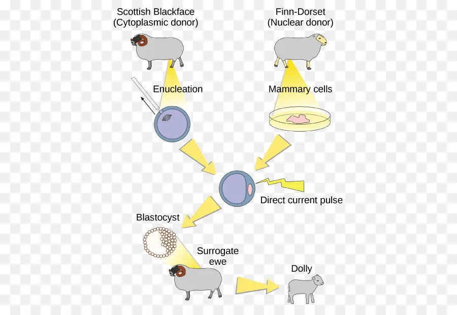 Clonage De Moutons，Chariot PNG