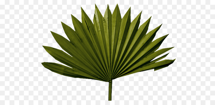 Palme，Tropical PNG