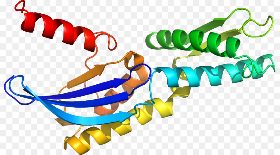 Hélice Protéique，Molécule PNG