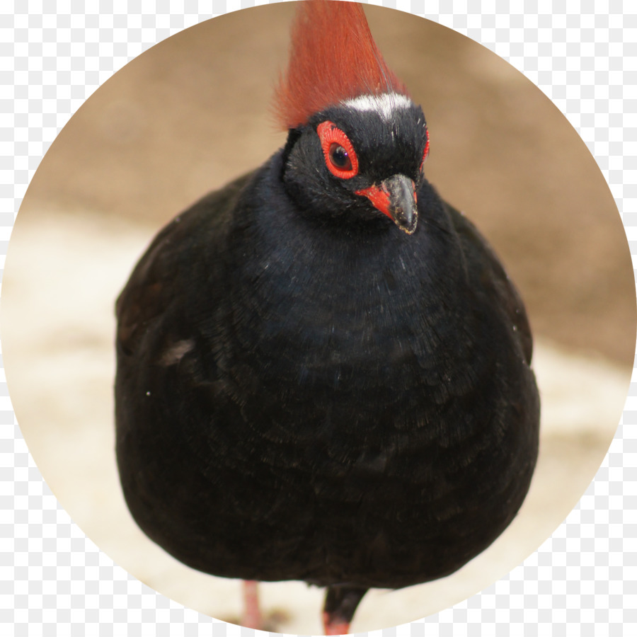 Bec，Les Galliformes PNG