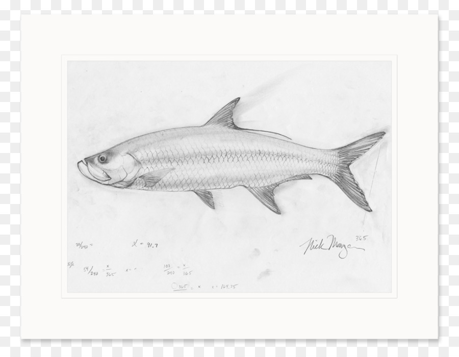 La Sardine，Requin PNG