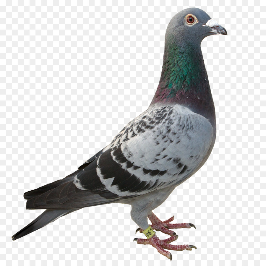 Roche Colombe，Columbidae PNG