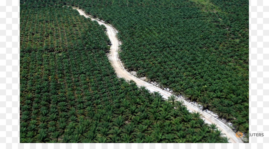 De L Huile De Palme，Riau PNG