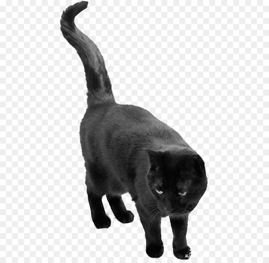 Chat Noir，Félin PNG