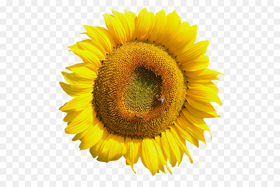 Tournesol，Fleur PNG