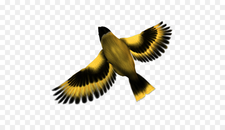 Oiseau，Vol PNG