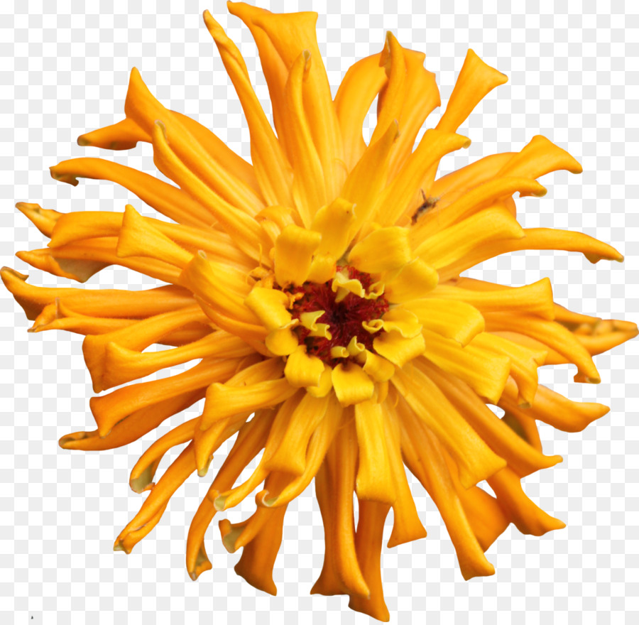 Fleur Jaune，Fleurir PNG