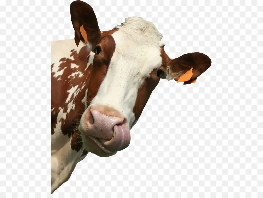 Vache，Noir Et Blanc PNG