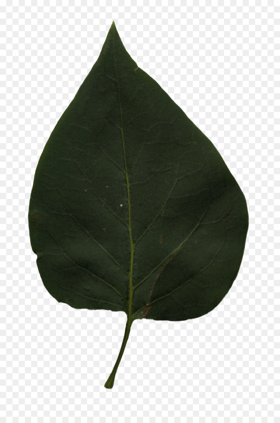 Feuille，Vert PNG