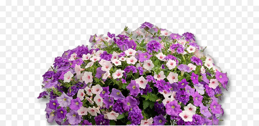 Fleurs Violettes，Fleurs PNG