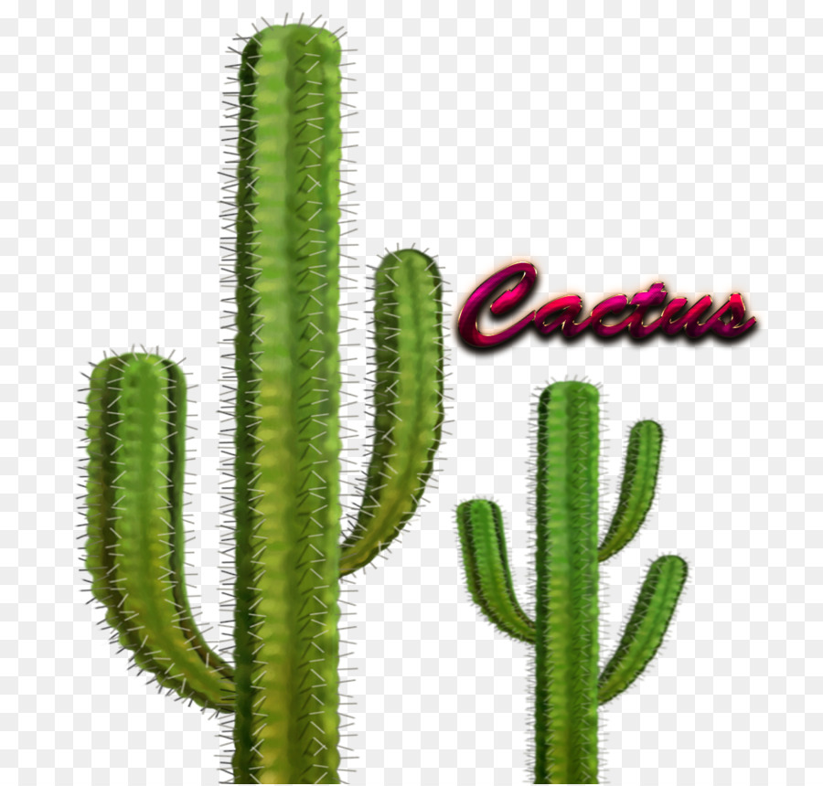 Cactaceae，Le Baril De Cactus PNG