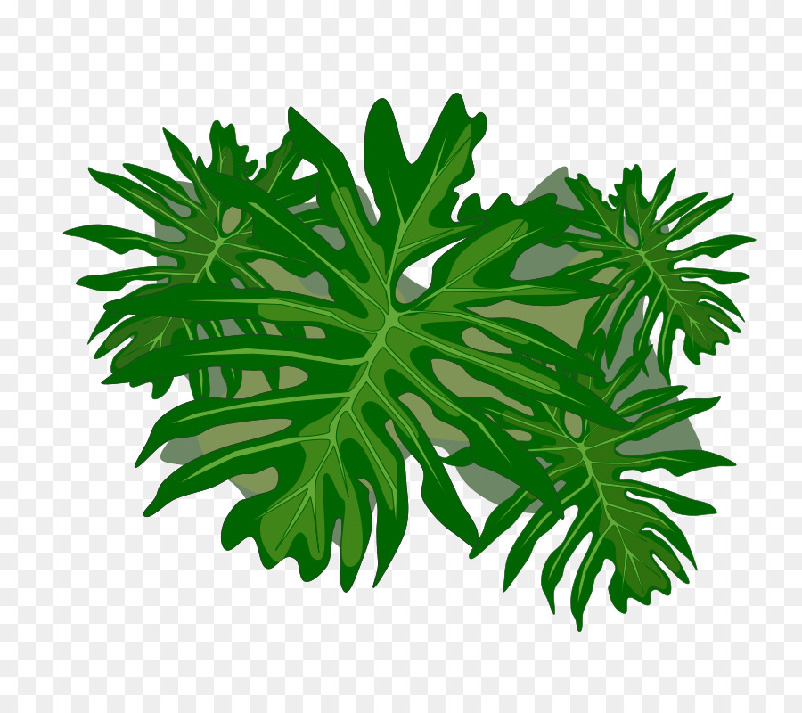 Philodendron，Philodendron Undulatum PNG