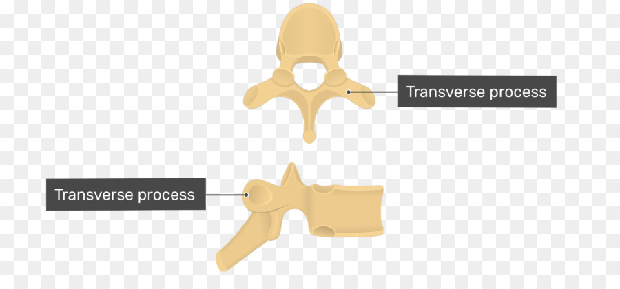 Processus Transversal，Colonne Vertébrale PNG