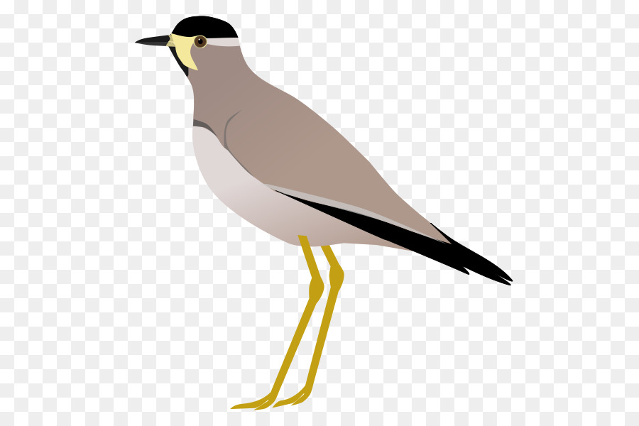 Oiseau，Plume PNG