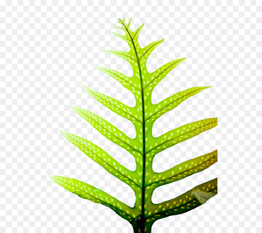 Tige De La Plante，Feuille PNG