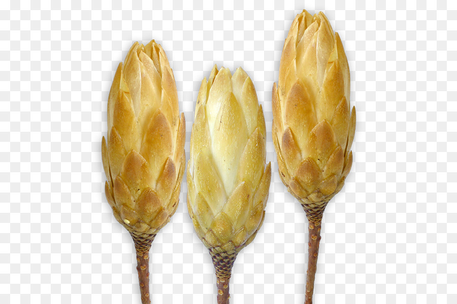 Fleurs Séchées，Tiges PNG