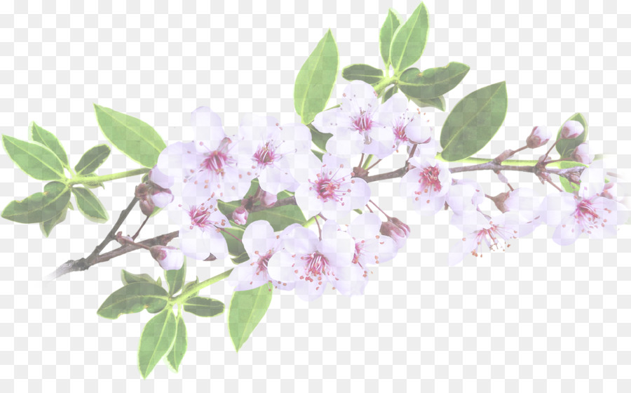 Fleurs，Fleurir PNG