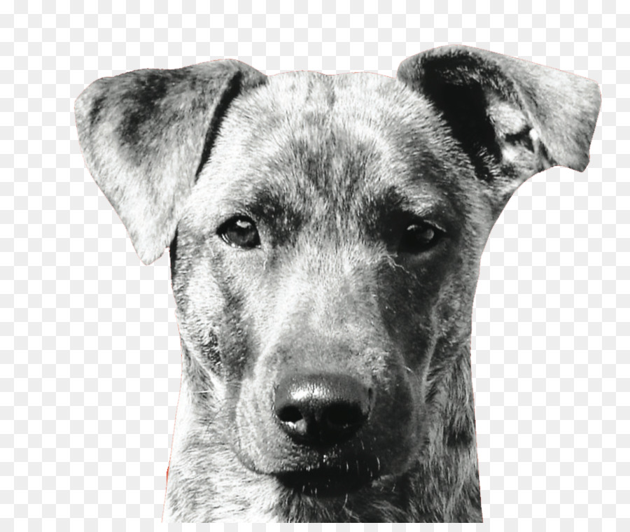 Chien，Animal De Compagnie PNG