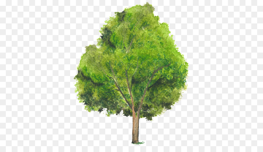 Arbre Vert，Usine PNG