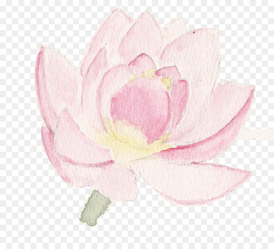 Chou Rose，Pivoine PNG