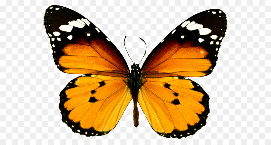 Papillon Monarque，Orange PNG