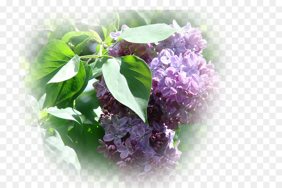 Lilas Violet，Lilas PNG